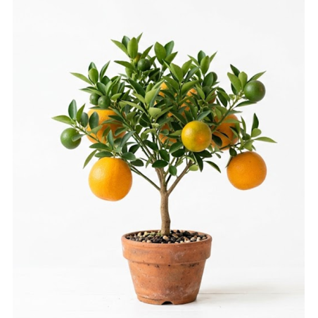 Laranjeira Anã ( aproximadamente 35cm)