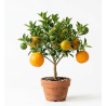 Laranjeira Anã ( aproximadamente 35cm)