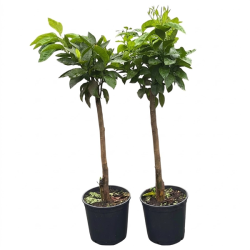 Laranja Barberina ( Citrus Sinensis)