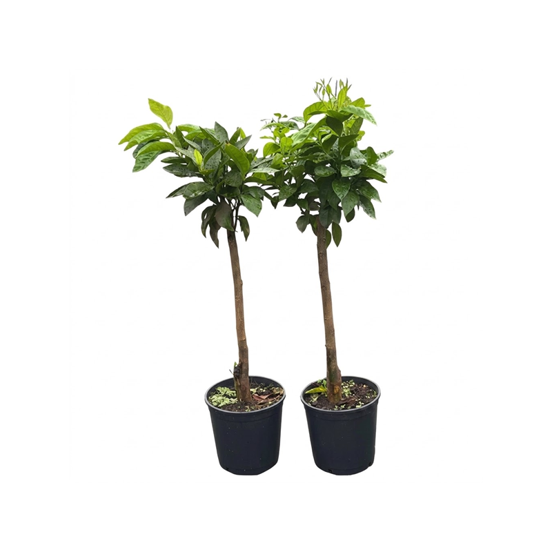Laranja Barberina ( Citrus Sinensis)