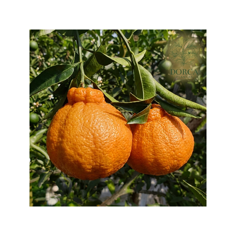 Tangerina Dekopon ( Citrus reticulata 'Shiranui')