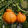 Tangerina Dekopon ( Citrus reticulata 'Shiranui')