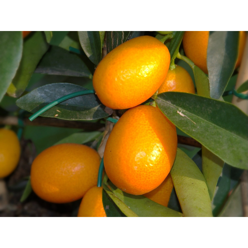 Kumquat ( Fortunella Japonica)