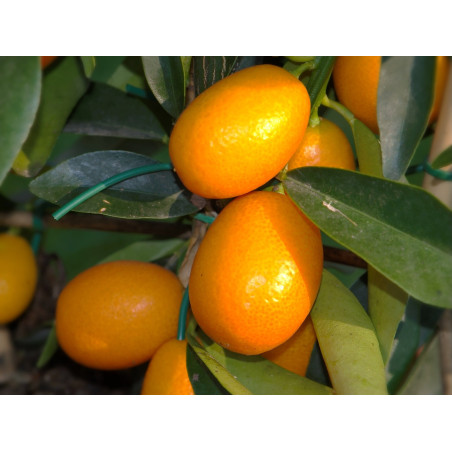 Kumquat ( Fortunella Japonica)