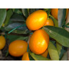 Kumquat ( Fortunella Japonica)