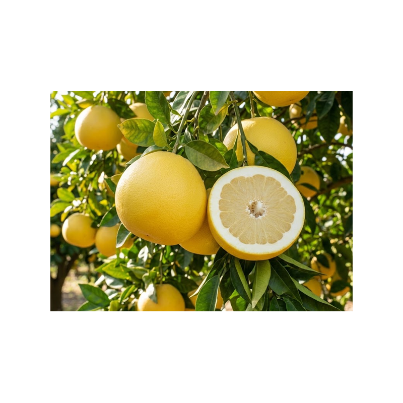 Toranja Marshseedless Vaso 10L