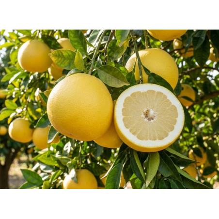 Toranja Marshseedless Vaso 10L