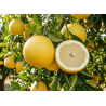 Toranja Marshseedless Vaso 10L