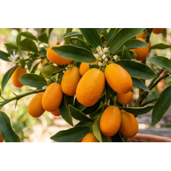 Kumquat Nagami Vaso 35L