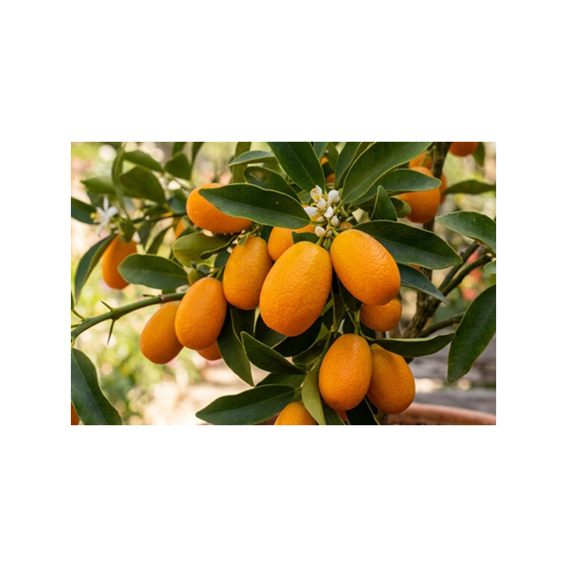 Kumquat Nagami Vaso 35L Kumquat Nagami Vaso 35L