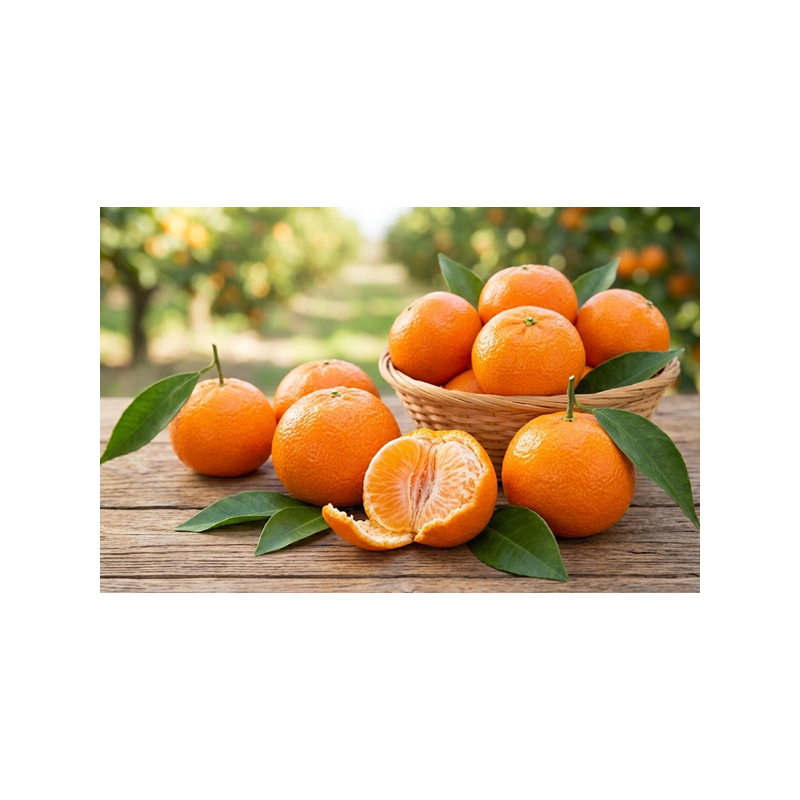 Clementinas em Vaso de 10L