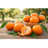 Clementinas em Vaso de 10L