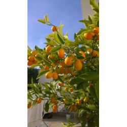 Kumquat Gigante ( Fortunella Margarita)