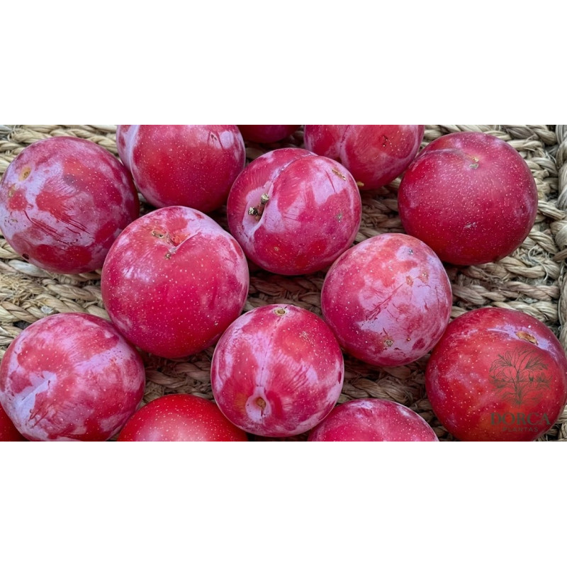 Ameixeira Mirabelle Ruby Colunar ( Prunus Domestica)