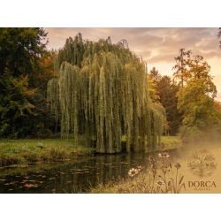 Salgueiro Chorão Dourado (Salix alba 'Tristis') – 30 a 100 cm