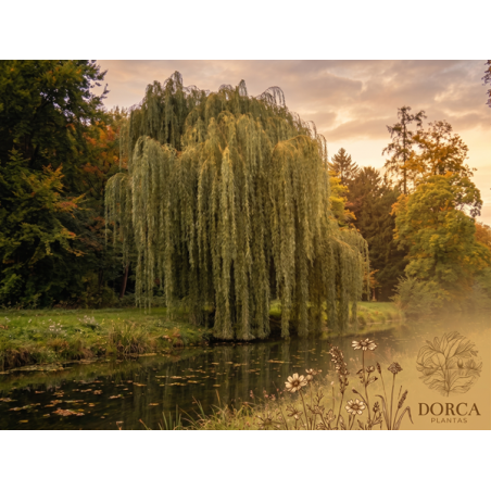 Salgueiro Chorão Dourado (Salix alba 'Tristis') – 30 a 100 cm