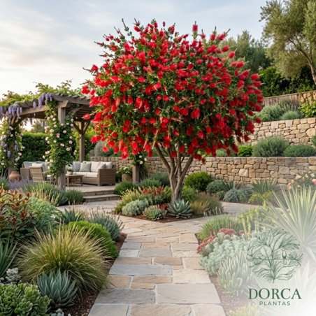 Callistemon (Escova-de-Garrafa)