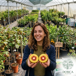 Kiwi Amarelo e Vermelho - Conjunto 3 Fêmeas e 1 Macho (Actinidia Chinensis)