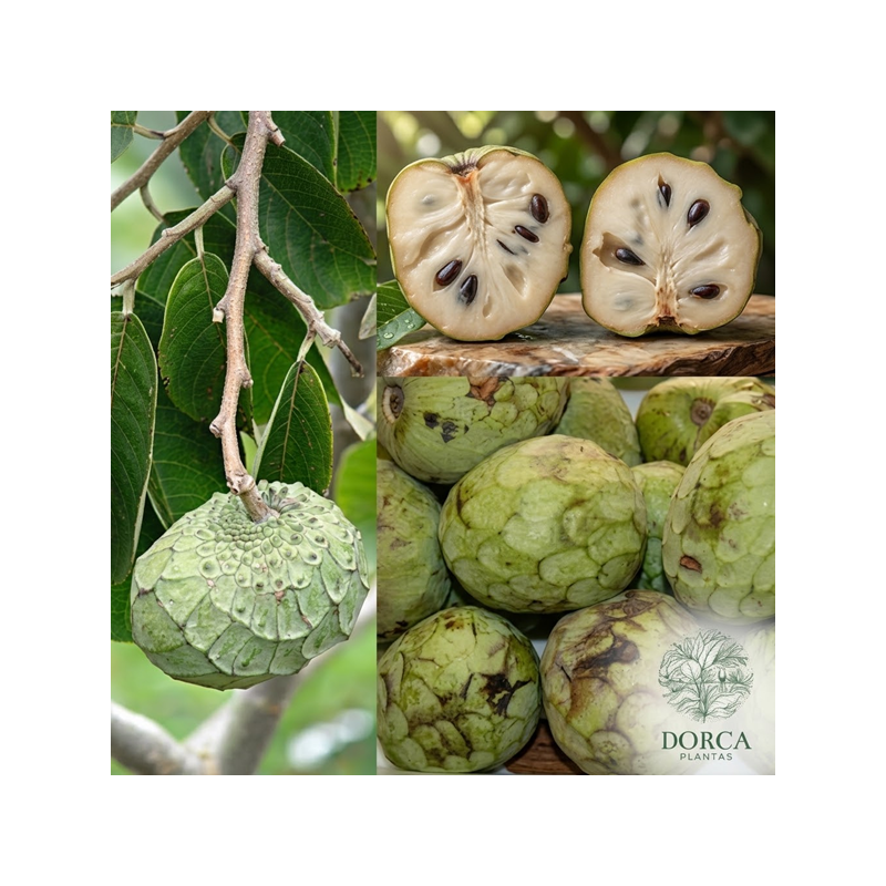 Anonna cherimoia