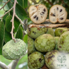 Anonna cherimoia