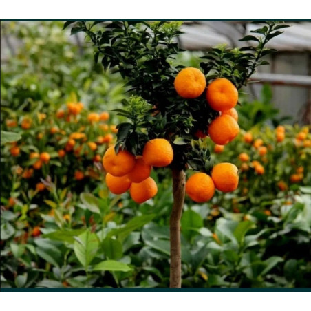 Orangequat ( Fortunella Crassifolia)