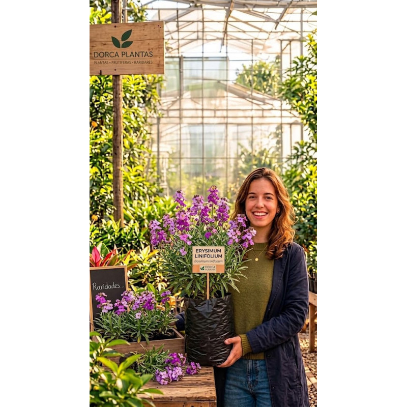 Erysimum Linifolium Vaso 50L APENAS RECOLHA NO ESPAÇO
