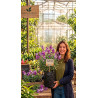 Erysimum Linifolium Vaso 50L APENAS RECOLHA NO ESPAÇO