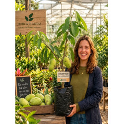 Asimina Triloba Jerry´s Big Girl
