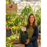 Asimina Triloba Jerry´s Big Girl