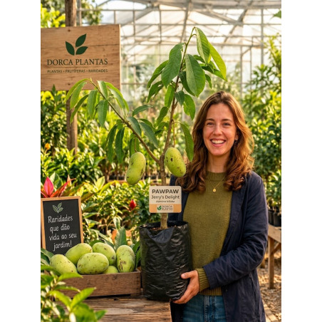 Asimina Triloba Jerry´s Delight