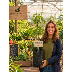 Asimina Triloba Nijlemster