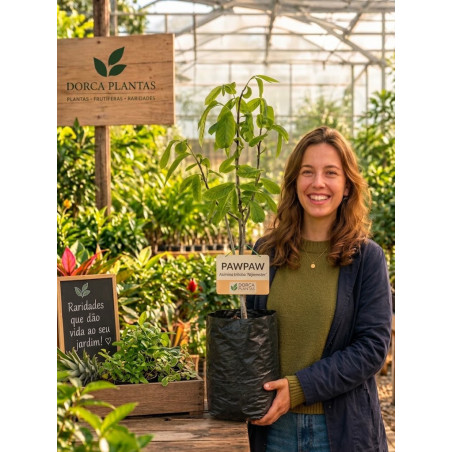 Asimina Triloba Nijlemster