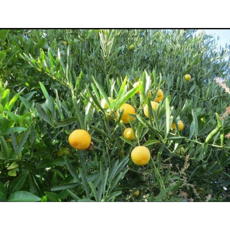 Eremorange ( Eremocitrus Glauca X Citrus Sinensis)