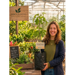 Asimina Triloba Wabash Peterson