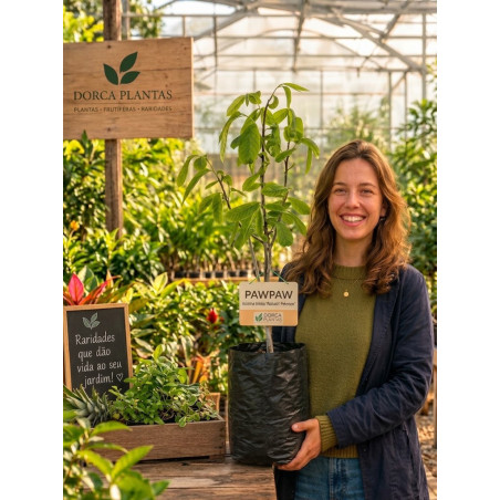 Asimina Triloba Wabash Peterson