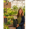 Asimina Triloba Wabash Peterson