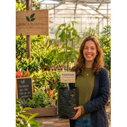 Asimina Triloba Rappahanock Peterson