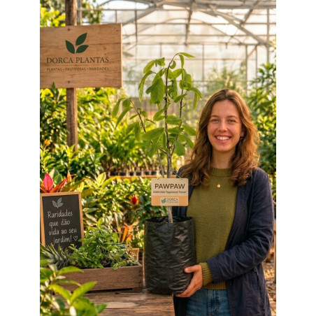 Asimina Triloba Rappahanock Peterson