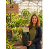 Asimina Triloba Rappahanock Peterson