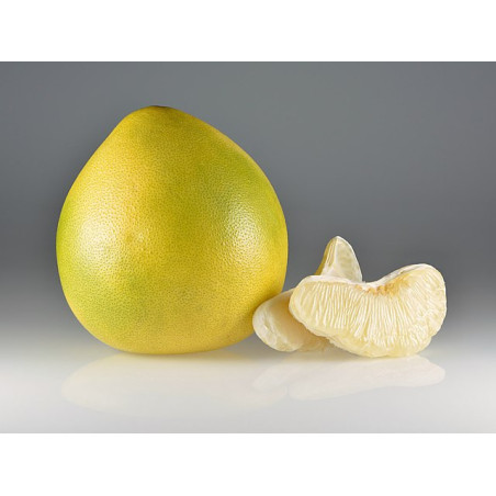 Pomelo Amarelo ( Citrus Maxima)