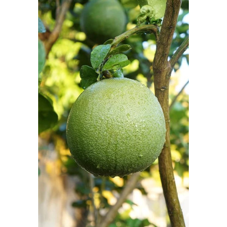 Pomelo Verde ( Citrus Maxima)