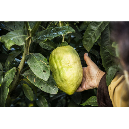 Cidrão ( Citrus Medica)