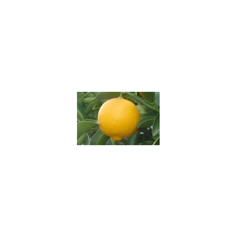 Bergamota ( Citrus Bergamia)