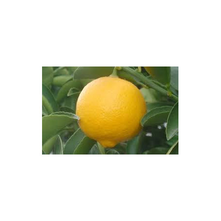 Bergamota ( Citrus Bergamia)
