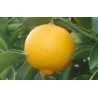 Bergamota ( Citrus Bergamia)