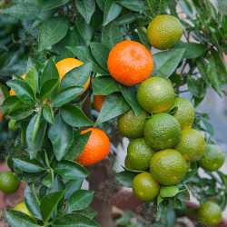 Chinotto ( Citrus aurantium var. Myrtifolia)
