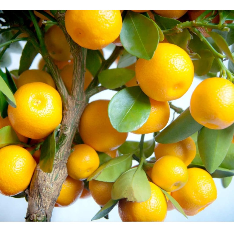 Calamondim