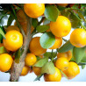 Calamondim