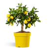 Limequat (  12cm)
