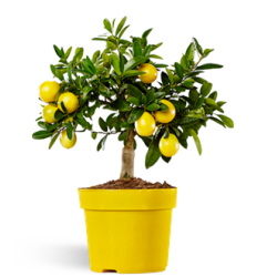 Eustin Limequat (  14cm)